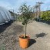 Olivovník európsky (Olea europaea) (-12°C) - výška 60-80 cm, kont. C5L/C10L – na kmienku